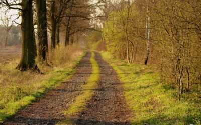 Evening walks, fuzzy skin and new chapters…