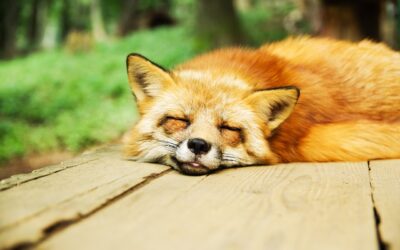 Getting the Perfect Nights Sleep