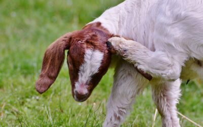 The Itch You Can’t Reach